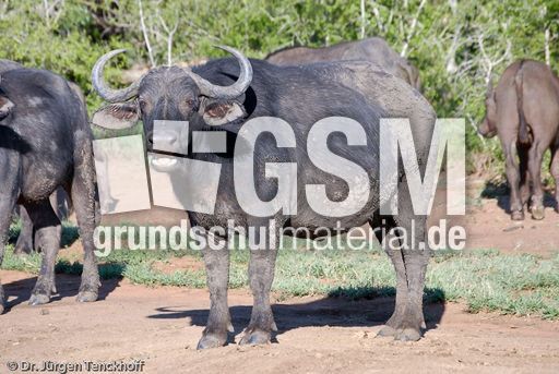 Afrikanischer Büffel (30 von 102).jpg